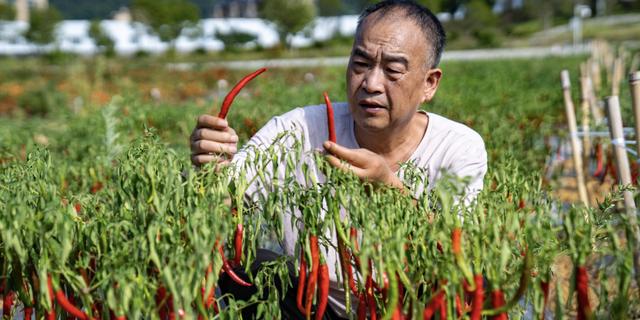 贵州网红黑暗料理,_贵州糟辣椒_张建强监制糟辣椒